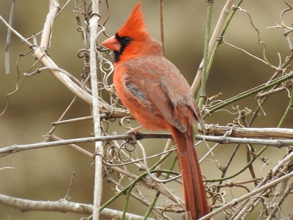 birds similar to cardinals