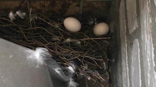 All Your Pigeon Nest or Nesting and Feeding Habits Answered