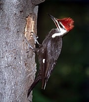 Pileated at entrance to nest cavity is a common type of woodpecker