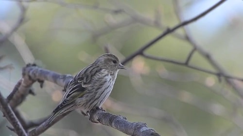 Pine Siskin on Branch