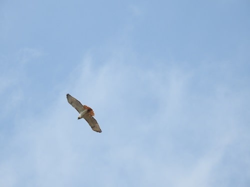 Red-tailed Hawk in Flight