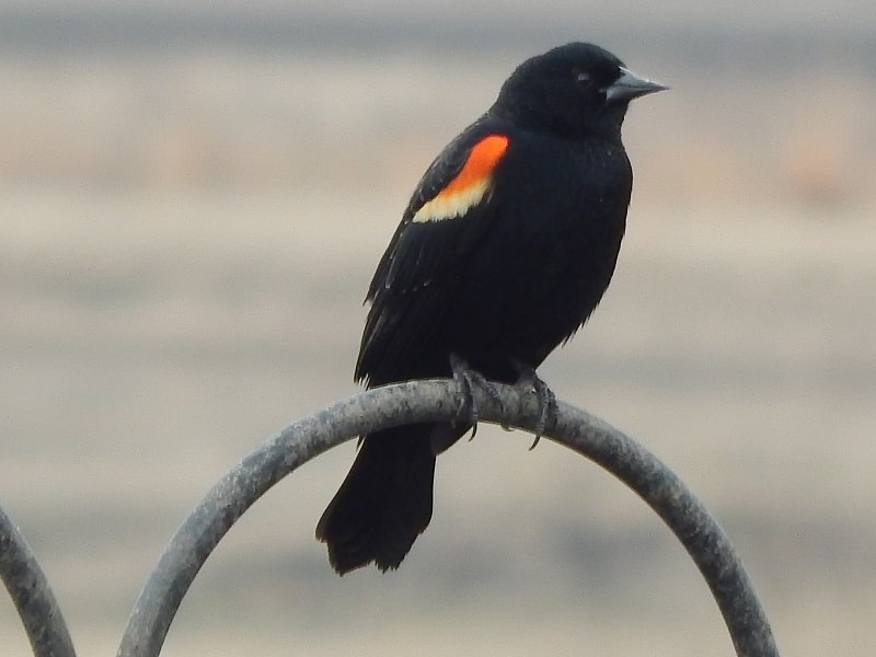 Male Red-winged Blackbird Perched on top of feeder pole