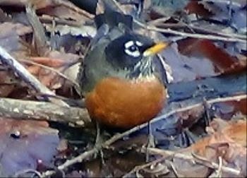 Baby Robins Growth Chart