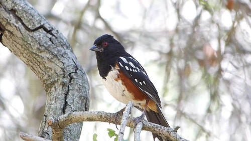 Spotted Towhee