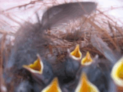 baby wrens inside vase