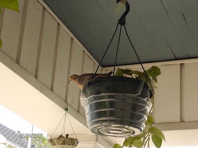 Dove on edge of potted plant