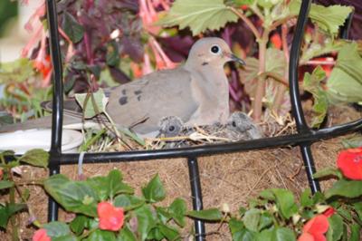 baby doves 1 week old