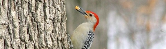 Attract More Woodpeckers With These Products