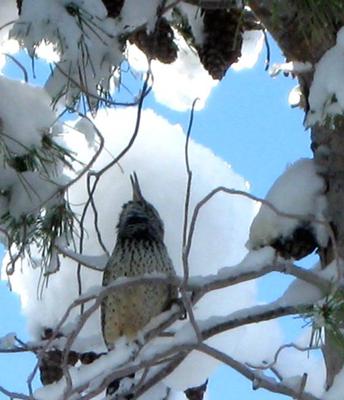 Cactus Wren in Snow