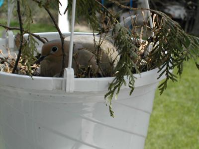 Nesting in the Fake Basket