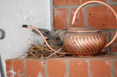 Babies Doves Being Fed by Adults