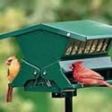 the absolute II bird feeder