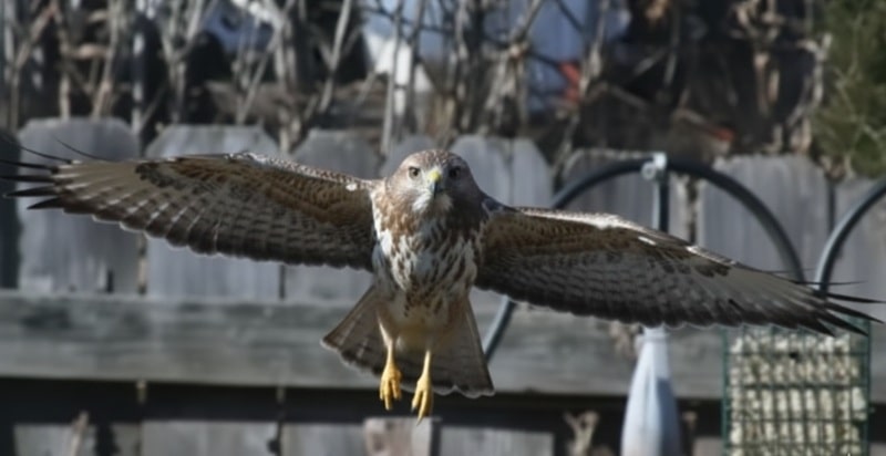 hawk in flight from flying off bird feeder
