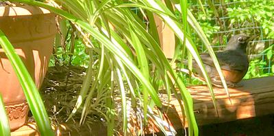 Robin Nest Next To Spider Plant on Deck Rail