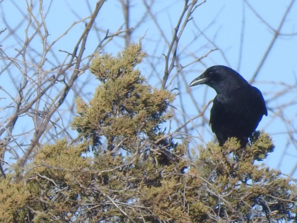 American Crow perched high in treetop during breeding season