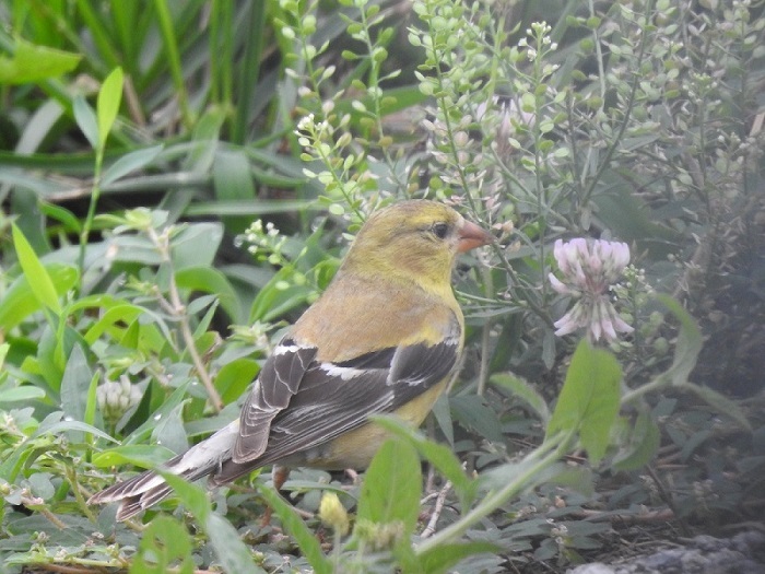 American Goldfinch Female in Spring