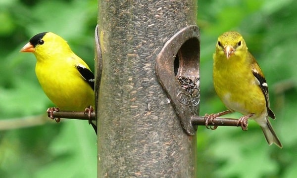 goldfinches at feeder