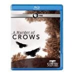 dvd a murder of crows
