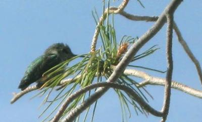 anna's hummingbirds have personalities