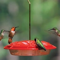 HummZinger Feeder