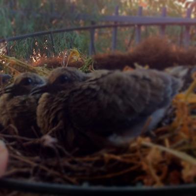 baby mourning doves - 7 days old Look How Big!