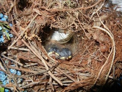 2 baby carolina wrens in nest built on a door wreath
