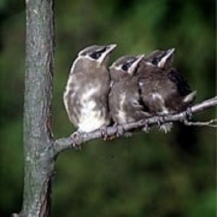 three fledgling cedar waxwings lined up on a branch