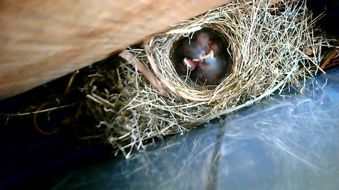 Darkeyed Junco the Snowbirds Nesting, Mating, Feeding Habits