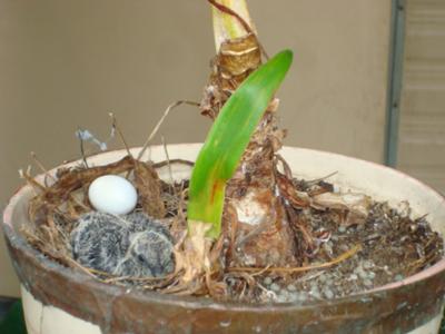 dove squab in flower pot nest