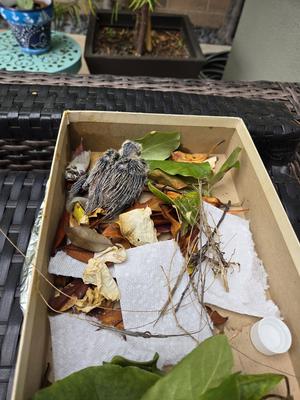 baby dove in a box used as a nest