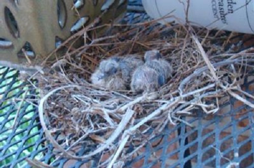baby dove in nest on baker's rack