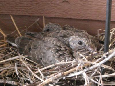 Baby doves