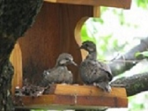 two baby doves on nesting shelf
