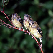 baby goldfinches