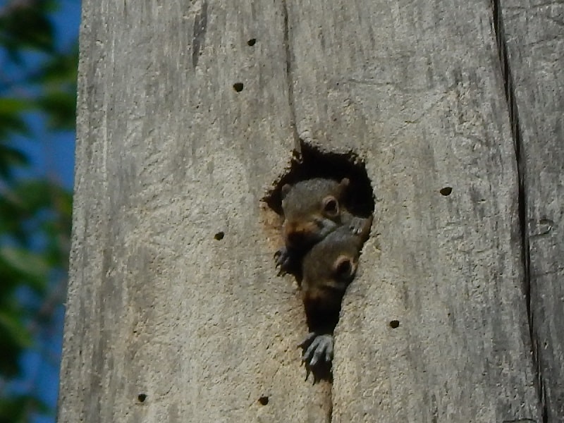 two baby gray squirrels peeking out of hole in tree