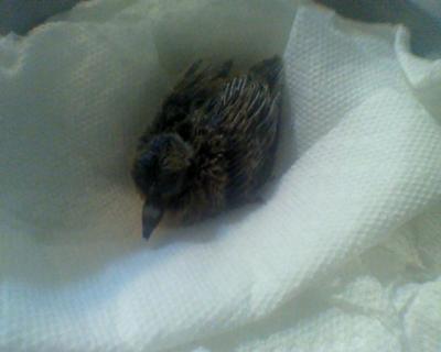 baby-mourning-dove-on-paper-towel