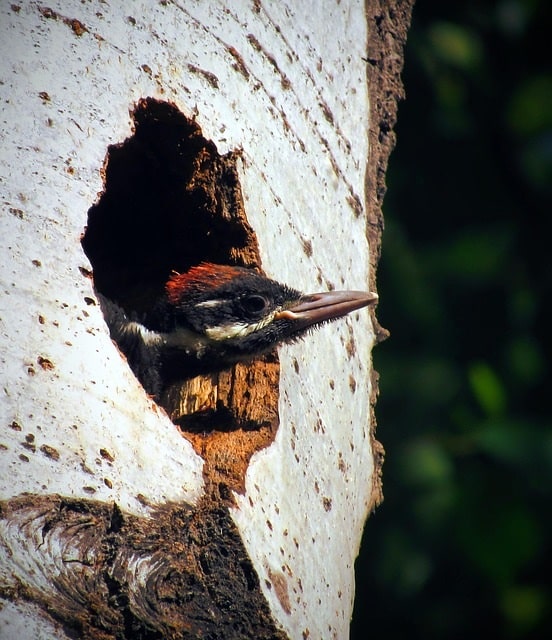 baby woodpecker peeking out from nest.