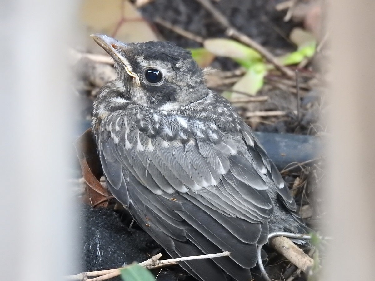 fledgling robin just out of nest