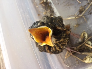 baby robin on ground