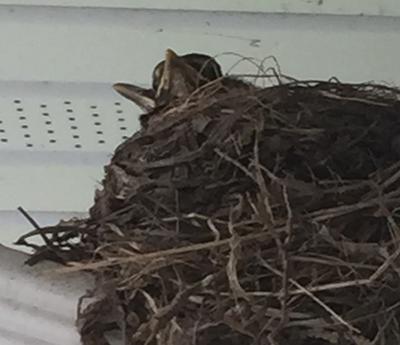 baby-robin-resting-in-nest