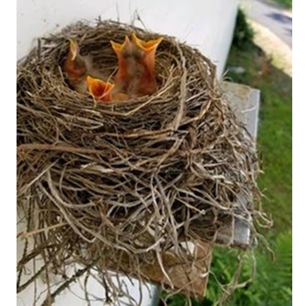 baby nestling robins waiting to be fed with mouths open
