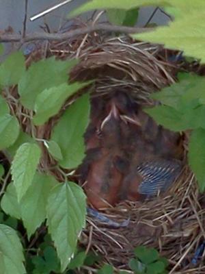 robin nest in flower planter