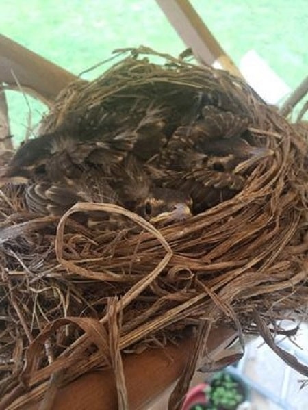 baby robins in nest on patio umbrella