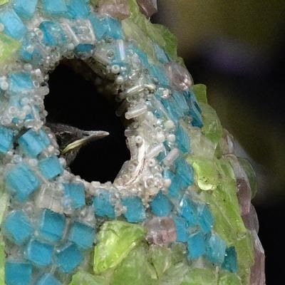 baby wren peeking out of birdhouse