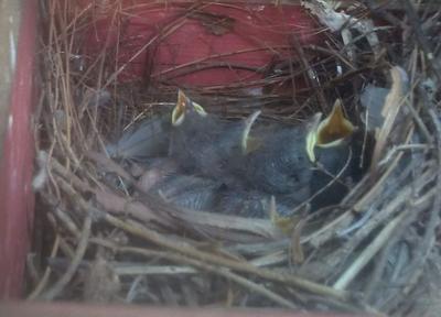 baby house wrens in birdhouse