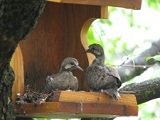 baby doves on nesting shelf