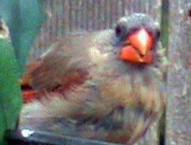 bald cardinal bird