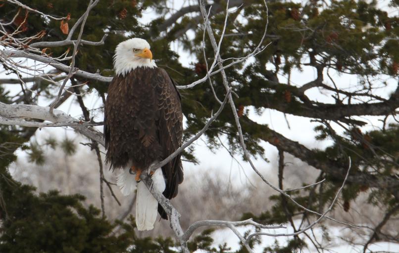 Bald Eagle Perched in Winter Snow