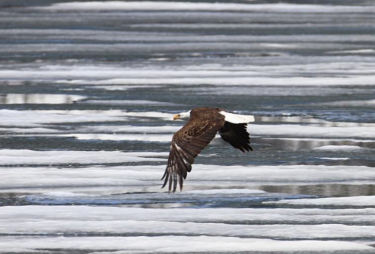 Bald Eagle Flying over Lake