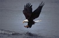 bald eagle catching fish